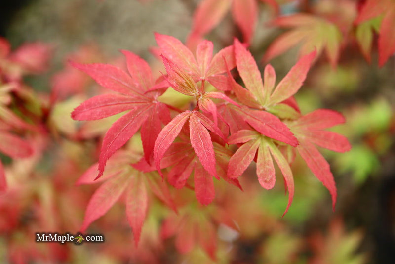 - Acer palmatum 'Little Francisco' Dwarf Japanese Maple - Mr Maple │ Buy Japanese Maple Trees