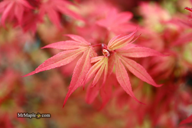- Acer palmatum 'Little Francisco' Dwarf Japanese Maple - Mr Maple │ Buy Japanese Maple Trees