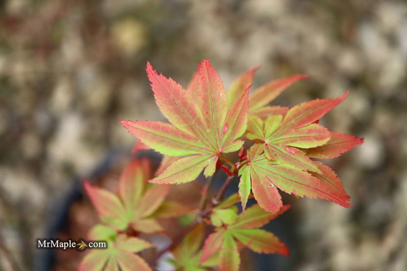 - Acer palmatum 'Little Francisco' Dwarf Japanese Maple - Mr Maple │ Buy Japanese Maple Trees