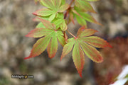 - Acer palmatum 'Little Francisco' Dwarf Japanese Maple - Mr Maple │ Buy Japanese Maple Trees