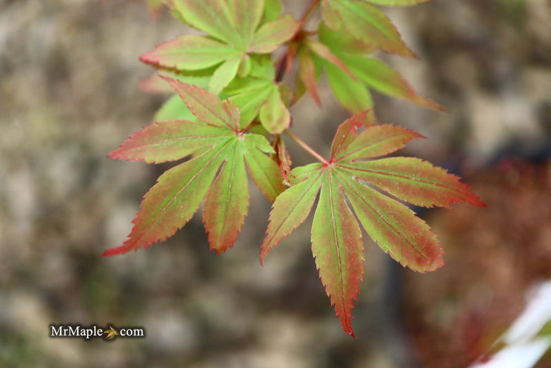 - Acer palmatum 'Little Francisco' Dwarf Japanese Maple - Mr Maple │ Buy Japanese Maple Trees