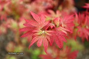 - Acer palmatum 'Little Francisco' Dwarf Japanese Maple - Mr Maple │ Buy Japanese Maple Trees