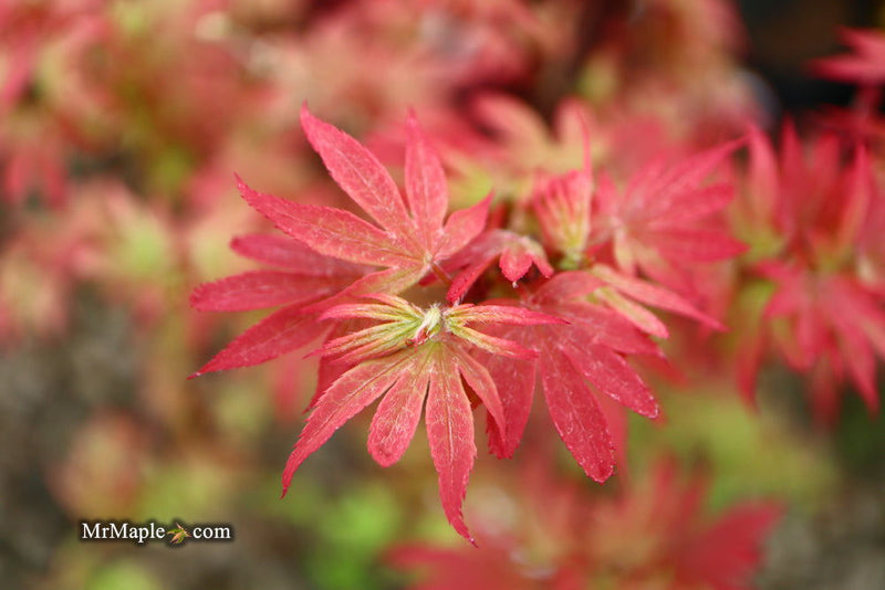 - Acer palmatum 'Little Francisco' Dwarf Japanese Maple - Mr Maple │ Buy Japanese Maple Trees