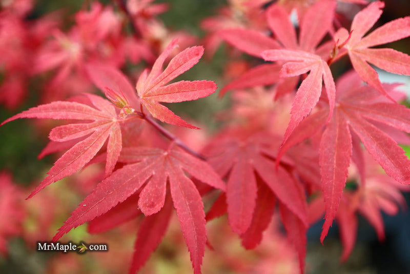 - Acer palmatum 'Little Francisco' Dwarf Japanese Maple - Mr Maple │ Buy Japanese Maple Trees