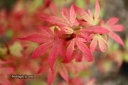 - Acer palmatum 'Little Francisco' Dwarf Japanese Maple - Mr Maple │ Buy Japanese Maple Trees