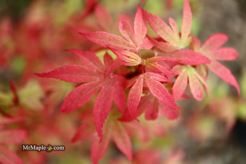 - Acer palmatum 'Little Francisco' Dwarf Japanese Maple - Mr Maple │ Buy Japanese Maple Trees