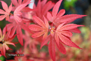 - Acer palmatum 'Little Francisco' Dwarf Japanese Maple - Mr Maple │ Buy Japanese Maple Trees