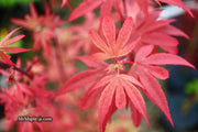 - Acer palmatum 'Little Francisco' Dwarf Japanese Maple - Mr Maple │ Buy Japanese Maple Trees