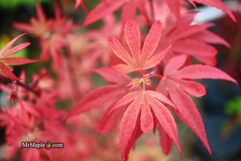 - Acer palmatum 'Little Francisco' Dwarf Japanese Maple - Mr Maple │ Buy Japanese Maple Trees