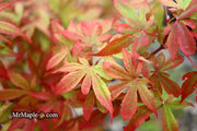 - Acer palmatum 'Little Francisco' Dwarf Japanese Maple - Mr Maple │ Buy Japanese Maple Trees