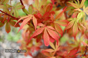 - Acer palmatum 'Little Francisco' Dwarf Japanese Maple - Mr Maple │ Buy Japanese Maple Trees