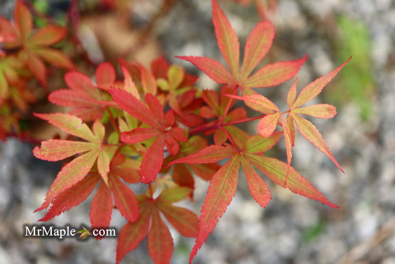 - Acer palmatum 'Little Francisco' Dwarf Japanese Maple - Mr Maple │ Buy Japanese Maple Trees
