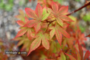 - Acer palmatum 'Little Francisco' Dwarf Japanese Maple - Mr Maple │ Buy Japanese Maple Trees