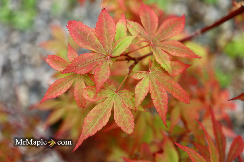 - Acer palmatum 'Little Francisco' Dwarf Japanese Maple - Mr Maple │ Buy Japanese Maple Trees