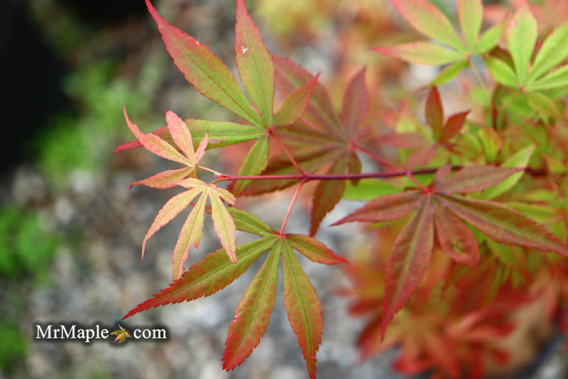 - Acer palmatum 'Little Francisco' Dwarf Japanese Maple - Mr Maple │ Buy Japanese Maple Trees