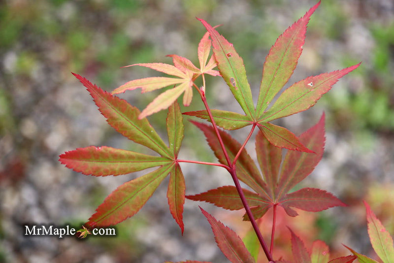 - Acer palmatum 'Little Francisco' Dwarf Japanese Maple - Mr Maple │ Buy Japanese Maple Trees