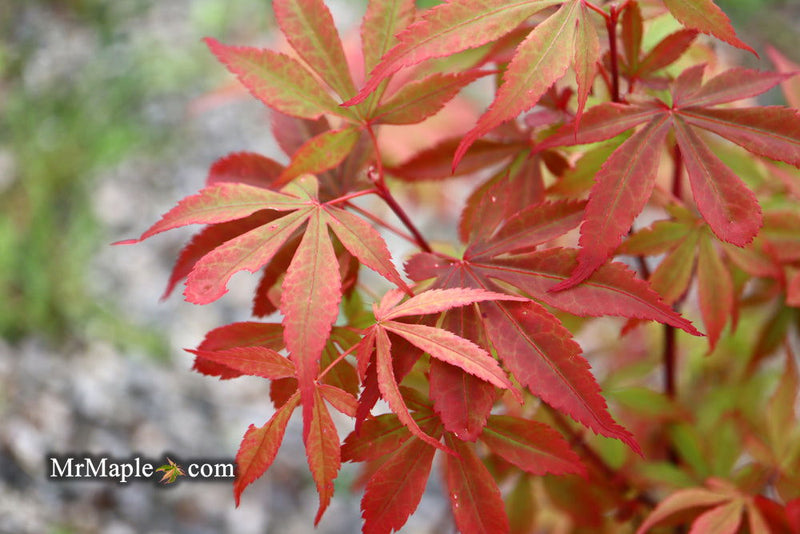 - Acer palmatum 'Little Francisco' Dwarf Japanese Maple - Mr Maple │ Buy Japanese Maple Trees