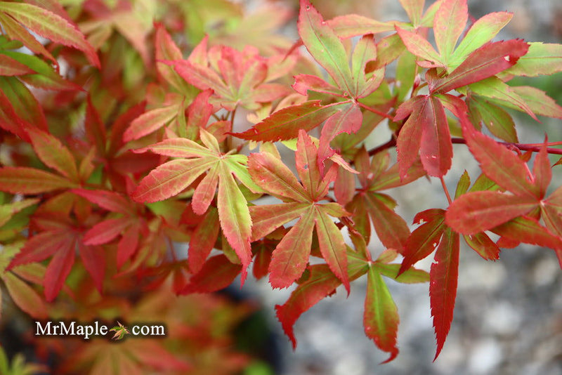- Acer palmatum 'Little Francisco' Dwarf Japanese Maple - Mr Maple │ Buy Japanese Maple Trees