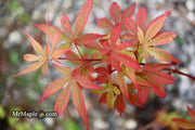- Acer palmatum 'Little Francisco' Dwarf Japanese Maple - Mr Maple │ Buy Japanese Maple Trees