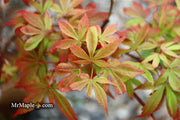 - Acer palmatum 'Little Francisco' Dwarf Japanese Maple - Mr Maple │ Buy Japanese Maple Trees