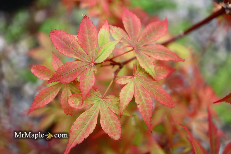 - Acer palmatum 'Little Francisco' Dwarf Japanese Maple - Mr Maple │ Buy Japanese Maple Trees