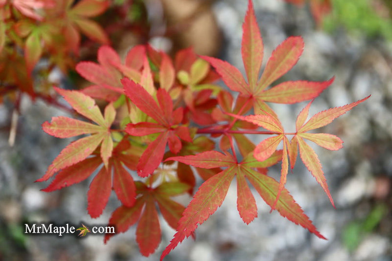 - Acer palmatum 'Little Francisco' Dwarf Japanese Maple - Mr Maple │ Buy Japanese Maple Trees