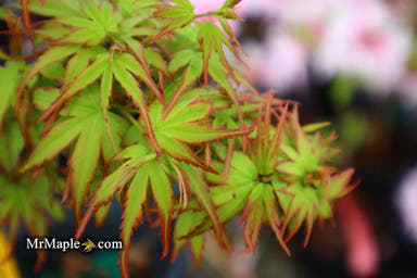 - Acer palmatum 'Little Joe' Dwarf Japanese Maple - Mr Maple │ Buy Japanese Maple Trees