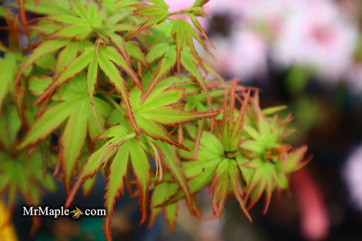 - Acer palmatum 'Little Joe' Dwarf Japanese Maple - Mr Maple │ Buy Japanese Maple Trees