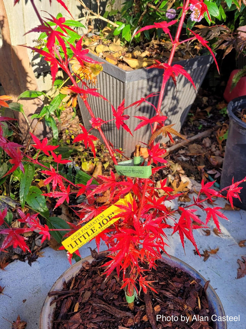 - Acer palmatum 'Little Joe' Dwarf Japanese Maple - Mr Maple │ Buy Japanese Maple Trees