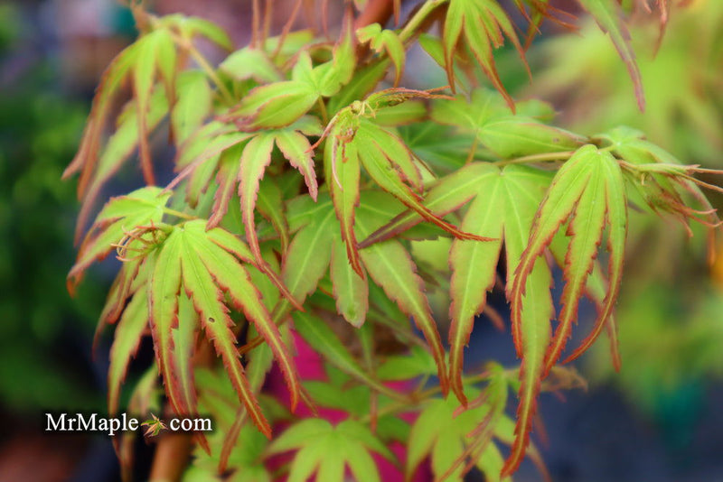 - Acer palmatum 'Little Joe' Dwarf Japanese Maple - Mr Maple │ Buy Japanese Maple Trees
