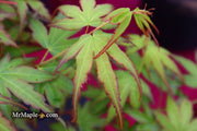 - Acer palmatum 'Little Joe' Dwarf Japanese Maple - Mr Maple │ Buy Japanese Maple Trees