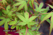 - Acer palmatum 'Little Joe' Dwarf Japanese Maple - Mr Maple │ Buy Japanese Maple Trees