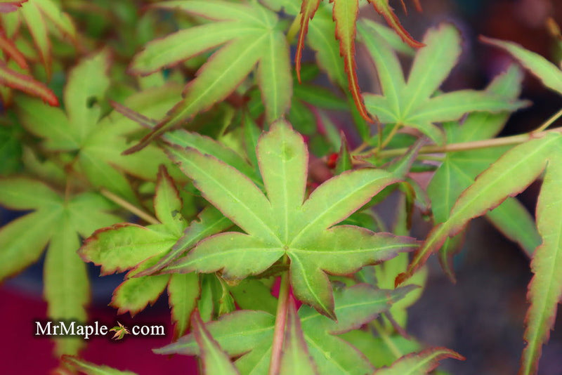 - Acer palmatum 'Little Joe' Dwarf Japanese Maple - Mr Maple │ Buy Japanese Maple Trees