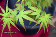 - Acer palmatum 'Little Joe' Dwarf Japanese Maple - Mr Maple │ Buy Japanese Maple Trees
