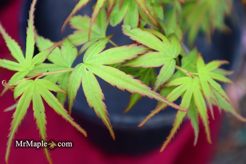 - Acer palmatum 'Little Joe' Dwarf Japanese Maple - Mr Maple │ Buy Japanese Maple Trees