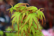 - Acer palmatum 'Little Joe' Dwarf Japanese Maple - Mr Maple │ Buy Japanese Maple Trees