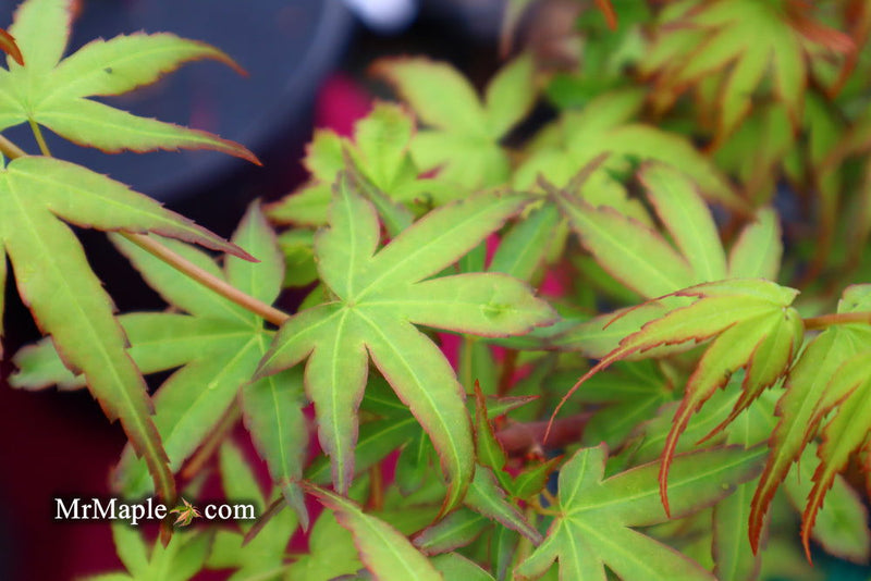 - Acer palmatum 'Little Joe' Dwarf Japanese Maple - Mr Maple │ Buy Japanese Maple Trees
