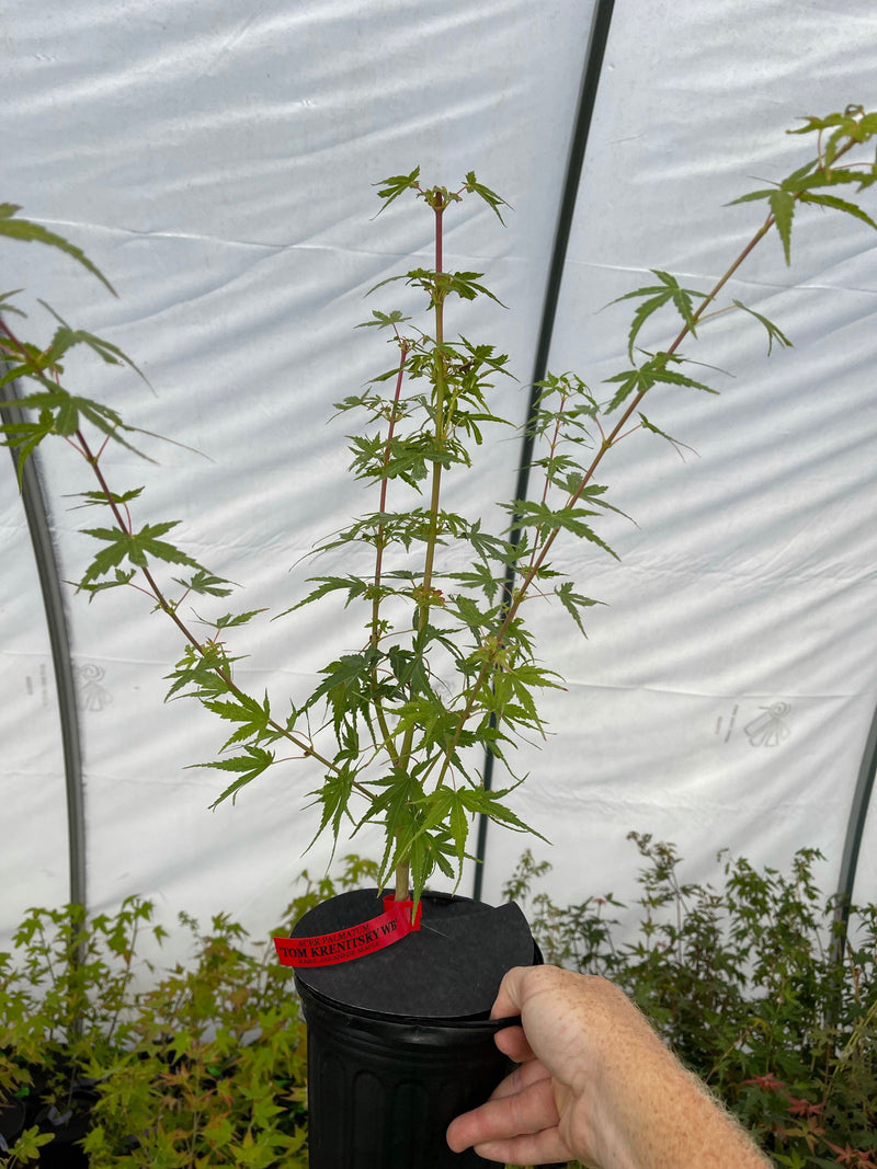 - Acer palmatum 'Little Joe' Dwarf Japanese Maple - Mr Maple │ Buy Japanese Maple Trees