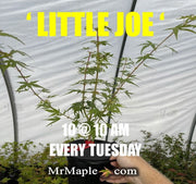 - Acer palmatum 'Little Joe' Dwarf Japanese Maple - Mr Maple │ Buy Japanese Maple Trees