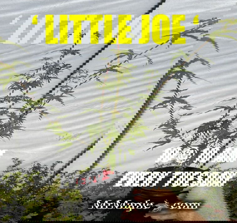 - Acer palmatum 'Little Joe' Dwarf Japanese Maple - Mr Maple │ Buy Japanese Maple Trees