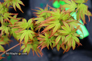 - Acer palmatum 'Little Joe' Dwarf Japanese Maple - Mr Maple │ Buy Japanese Maple Trees