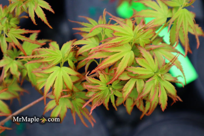 - Acer palmatum 'Little Joe' Dwarf Japanese Maple - Mr Maple │ Buy Japanese Maple Trees