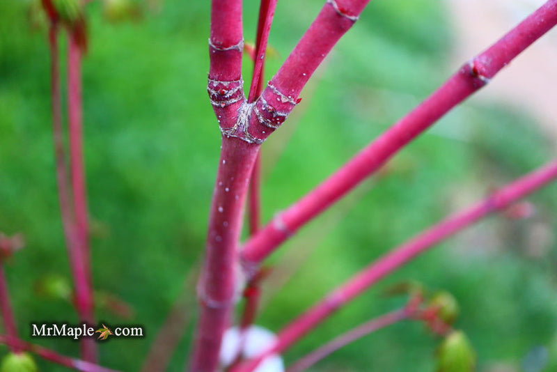 - Acer palmatum 'Little Joe' Dwarf Japanese Maple - Mr Maple │ Buy Japanese Maple Trees