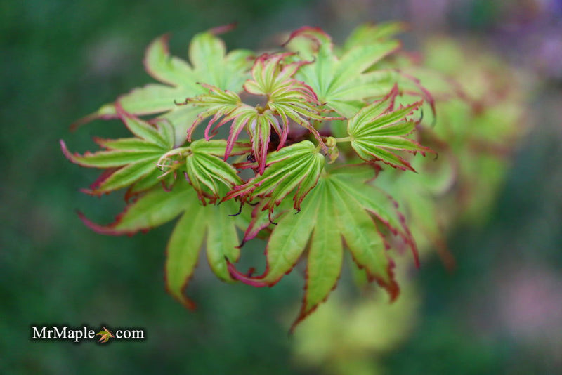 - Acer palmatum 'Little Joe' Dwarf Japanese Maple - Mr Maple │ Buy Japanese Maple Trees