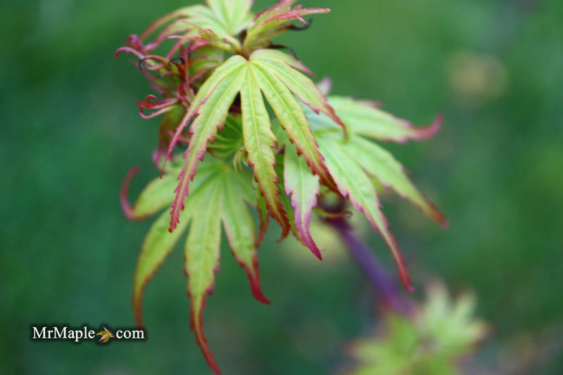 - Acer palmatum 'Little Joe' Dwarf Japanese Maple - Mr Maple │ Buy Japanese Maple Trees