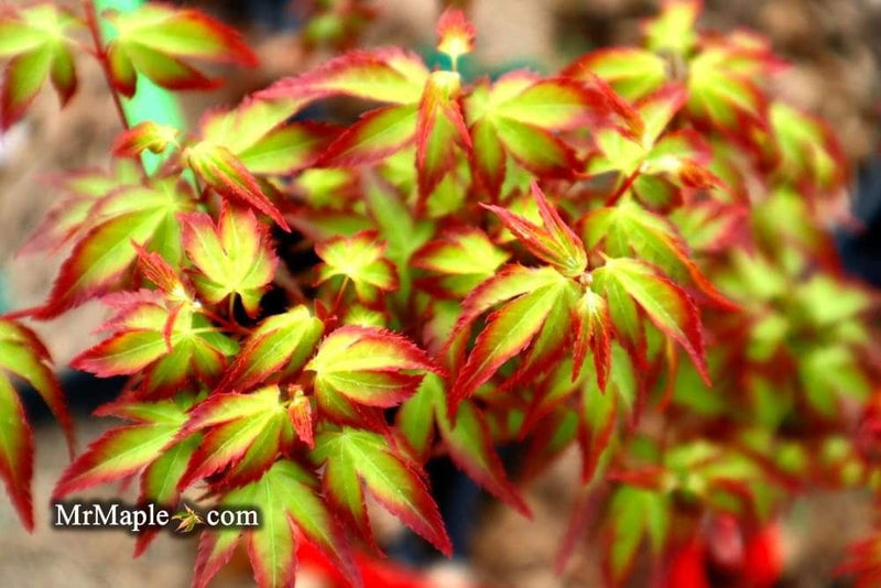 - Acer palmatum 'Little Margie' Dwarf Japanese Maple - Mr Maple │ Buy Japanese Maple Trees