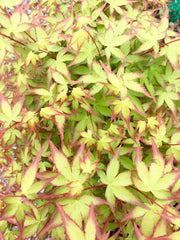 - Acer palmatum 'Little Margie' Dwarf Japanese Maple - Mr Maple │ Buy Japanese Maple Trees