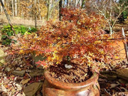- Acer palmatum 'Little Margie' Dwarf Japanese Maple - Mr Maple │ Buy Japanese Maple Trees