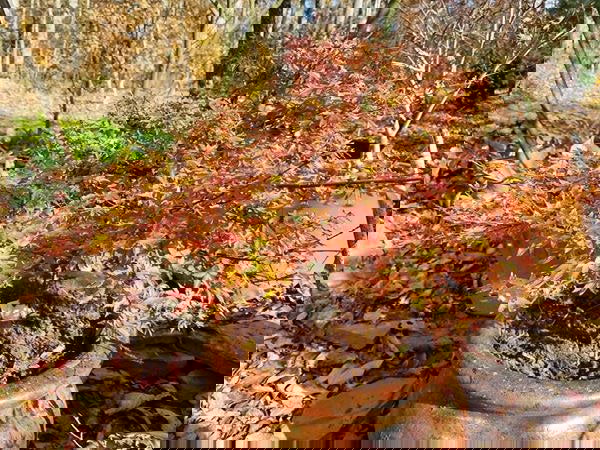 - Acer palmatum 'Little Margie' Dwarf Japanese Maple - Mr Maple │ Buy Japanese Maple Trees