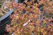 - Acer palmatum 'Little Margie' Dwarf Japanese Maple - Mr Maple │ Buy Japanese Maple Trees